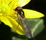 Glnzende Schwarzkopf-Schwebfliege kl.