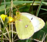 Goldene Acht (Colias hyale) od. Hufeisenklee-Gelbling (Colias alfacarensis) kl.