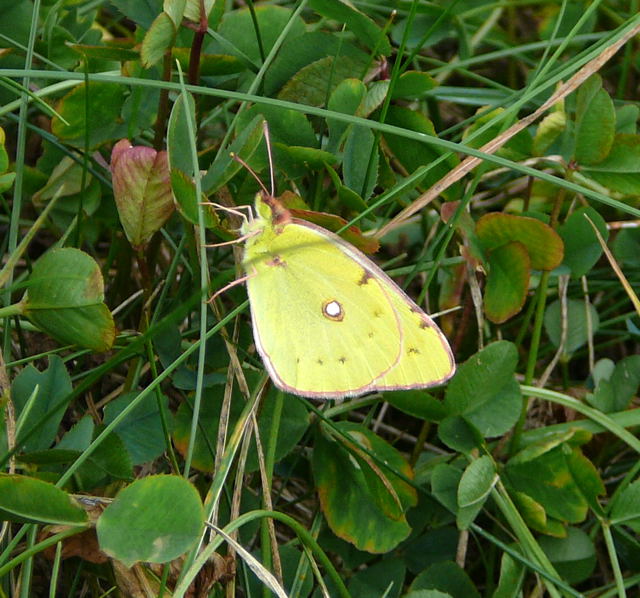 Goldene Acht (Colias hyale) Aug 2009 Httenfeld Graben Schmetterlinge 033