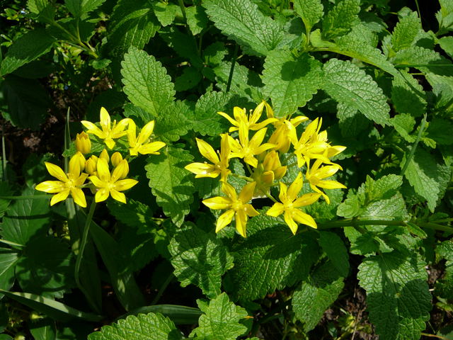 Goldlauch Allium moly Mai 2008 Htt