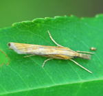 Grasznsler (Agriphila  cf. tristella) kl.