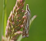 Grasznsler Crambus lathionellus kl.