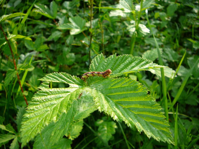 Groe Frostspanner Erannis defoliaria auf Mdes Mai 2011 Biedensand Veilchen und Insekten 023