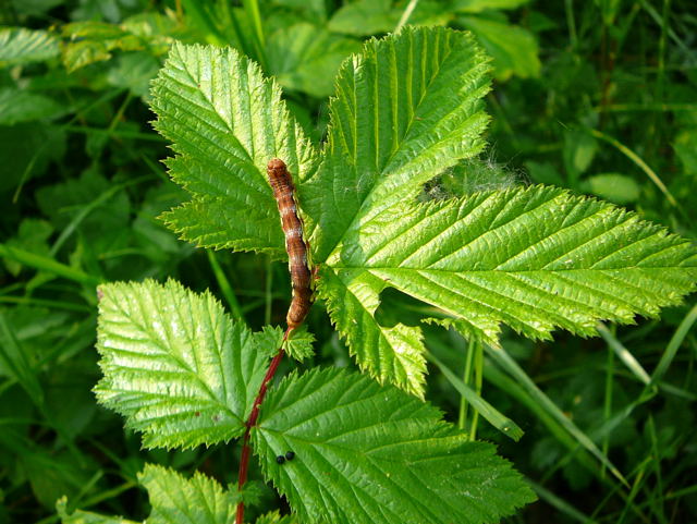 Groe Frostspanner Erannis defoliaria auf Mdes Mai 2011 Biedensand Veilchen und Insekten 024