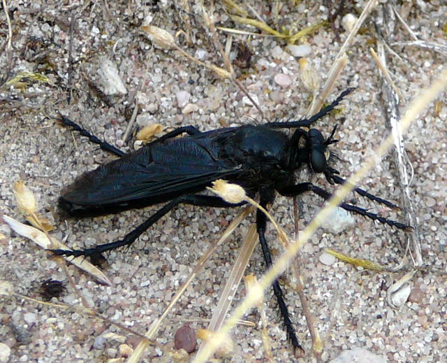 Groe Wolfsfliege  Dasypogon diadema Mnnchen Juli 2010 Radtour zu Viernheimer Glockenbuckel 131