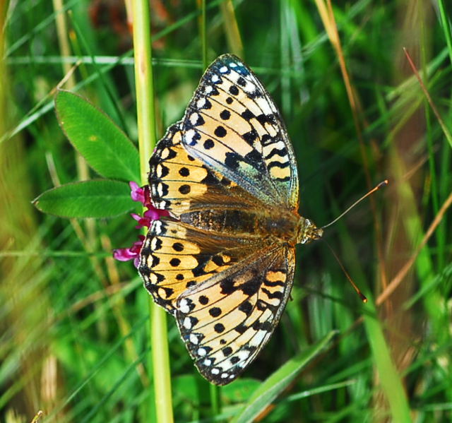 Groen Perlmutterfalter, Argynnis aglaja Urlaub 2009 Nikon Schwarzes Moor u.Hohe Rhn 102