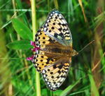 Groer Perlmutterfalter, Argynnis aglaja kl.