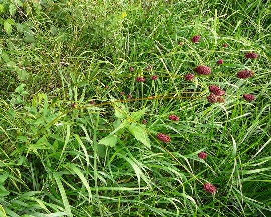 Groer Wiesenknopf August 2008 Aktionstag ICE in Lorsch & Wildblumen Huett-Lorsch 068