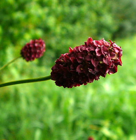 Groer Wiesenknopf August 2008 Aktionstag ICE in Lorsch & Wildblumen Huett-Lorsch 069