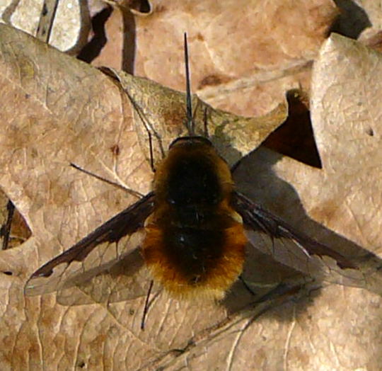 Groer Wollschweber (Bombylius major) April 09 Froschleich u. Insekten Htt 082