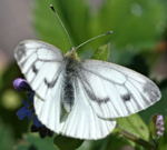 Grnader-Weiling (Rapsweiling) Pieris napi  kl.