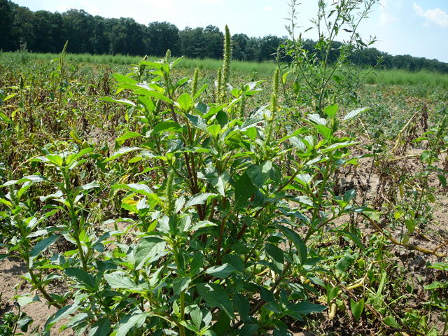 Grnhriger Fuchsschwanz Amaranthus chlorostachys  Juli 09 Viernheimer Wald 030