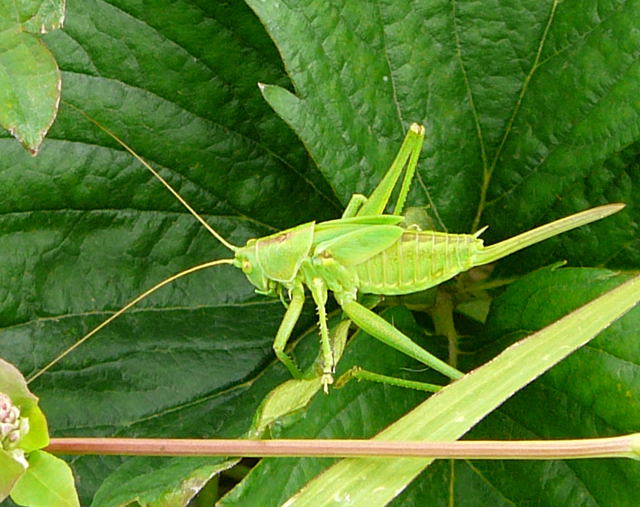 Grne Heupferd Tettigonia viridissima weibl. Larve Juni 09 Huett und Viernheimer Wald 143