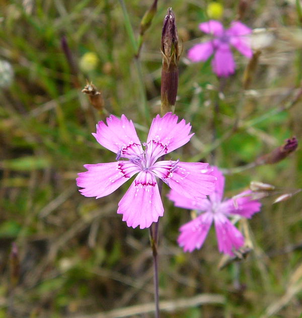 Heide-Nelke Dianthus deltoides Juni 2010 Odenwald Falkenges u. Viernheim Golfplatz 063