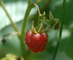 Himbeere Rubus idaeus kl.