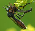 Hcker-Habichtsfliege Dioctria rufipes kl.