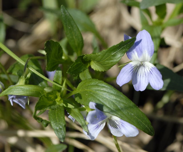 Hohes Veilchen Viola eliator Mai 2011 Biedensand Veilchen und Insekten NIKON 092