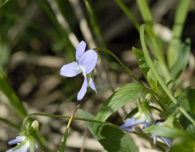 Hohes Veilchen Viola eliator Mai 2011 Biedensand Veilchen und Insekten NIKON 093