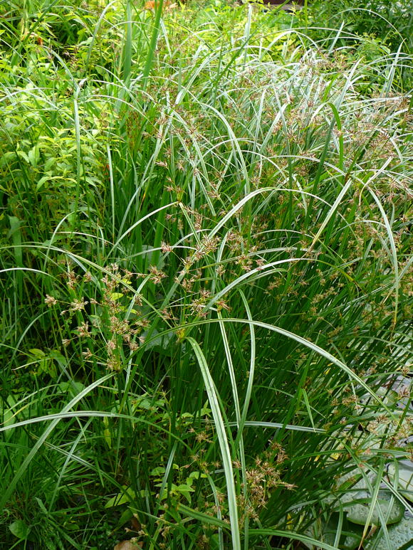 Hohes Zypergras Cyperus longus ssp. longus Juni 2011 Htt Garten Zypergras 004