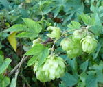 Hopfen  (Humulus lupulus) kl.