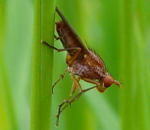 Hornfliege (Sepedon cf. spinipes) kl.