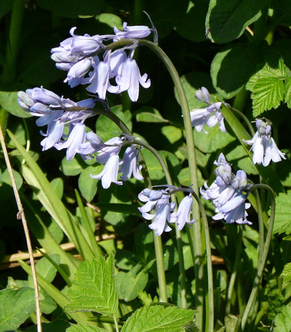 Hyazinthe Hybrid Bluebell Hyacinthoides x massartiana April 2011 Ostern, NSG Eisenkaute Inheiden Wildblumen Hungen 031