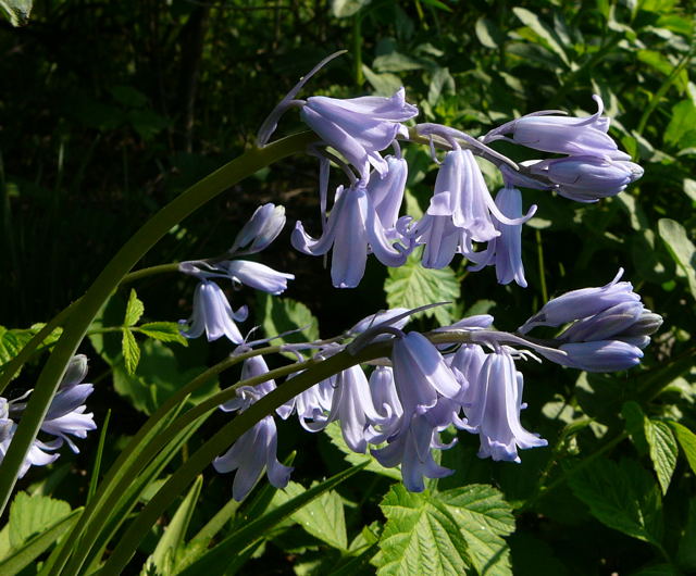 Hyazinthe Hybrid Bluebell Hyacinthoides x massartiana April 2011 Ostern, NSG Eisenkaute Inheiden Wildblumen Hungen 034