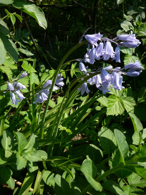Hyazinthe Hybrid Bluebell Hyacinthoides x massartiana April 2011 Ostern, NSG Eisenkaute Inheiden Wildblumen Hungen 035
