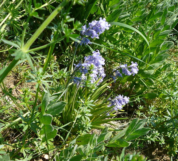 Hyazinthe Hybrid Bluebell Hyacinthoides x massartiana April 2011 Ostern, NSG Eisenkaute Inheiden Wildblumen Hungen 041