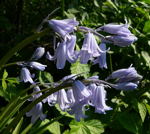Hyazinthe Hybrid Bluebell Hyacinthoides x massartiana kl.