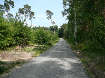 Juni 2008 Viernheimer Wald, Schotterpisten 047