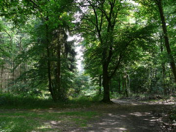 Juni 2008 Viernheimer Wald, Schotterpisten 055