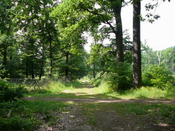 Juni 2008 Viernheimer Wald, Schotterpisten 103