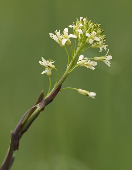 Kahle Gnsekresse od. Turmkraut (Arabis glabra)-BrachackerHttenfeld-16.05.09-2-N