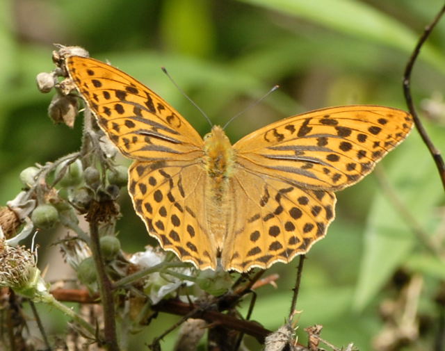 Kaisermantel Argynnis paphia Juni 2011 Viernheimer Wald Schmetterlinge NIKON 055