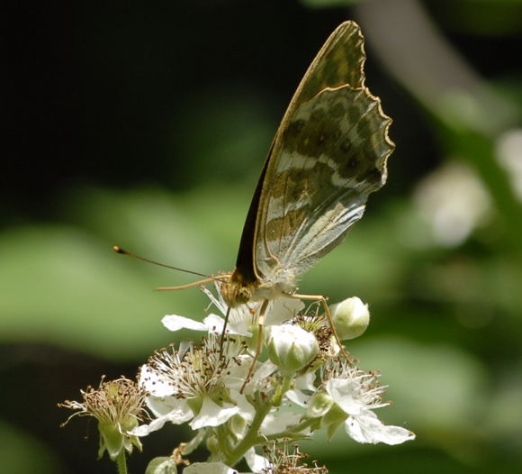 Kaisermantel Argynnis paphia Juni 2011 Viernheimer Wald Schmetterlinge NIKON 067