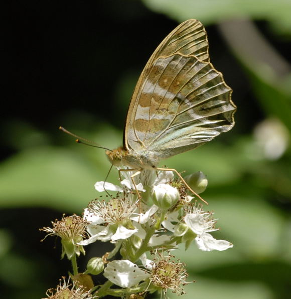 Kaisermantel Argynnis paphia Juni 2011 Viernheimer Wald Schmetterlinge NIKON 069