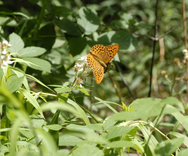 Kaisermantel Argynnis paphia  Juni 2011 Viernheimer Wald Schmetterlinge NIKON 060