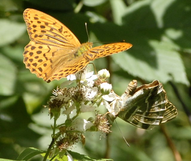 Kaisermantel Argynnis paphia  Juni 2011 Viernheimer Wald Schmetterlinge NIKON 061