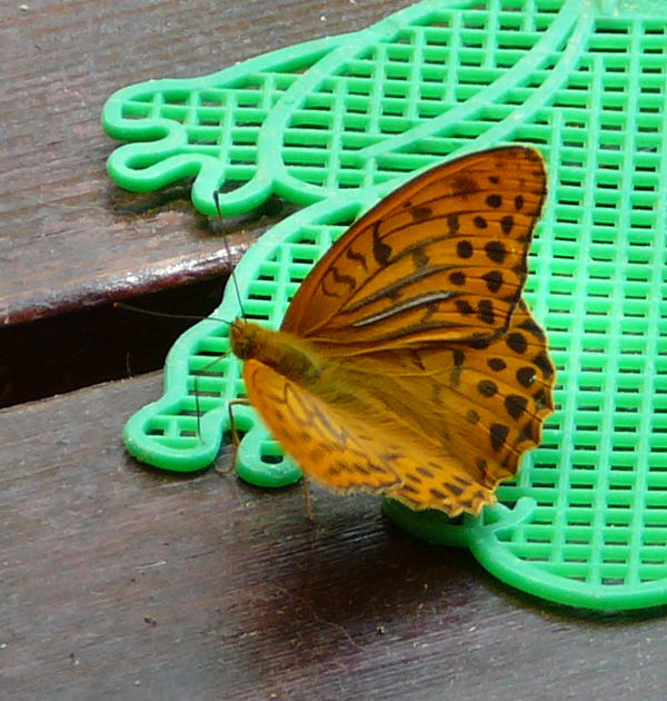 Kaisermantel Juni 09 Huett und Viernheimer Wald 053