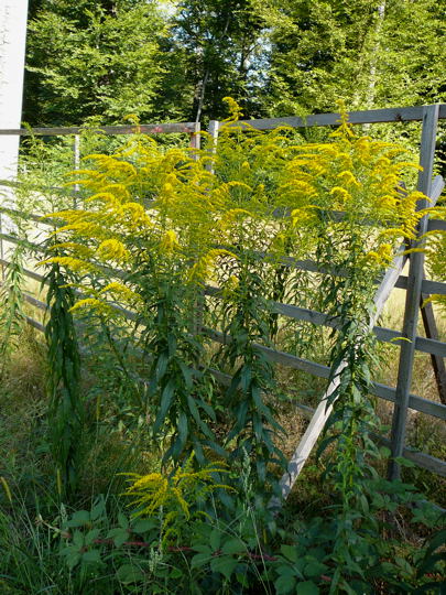 Kanadische Goldrute 1 Httenfelder Wald Aug07 002