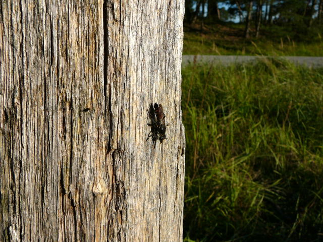 Karminrote Mordfliege Choerades gilva Mnnchen Sept 2010 Glockenbuckel und Falschparker MA 037