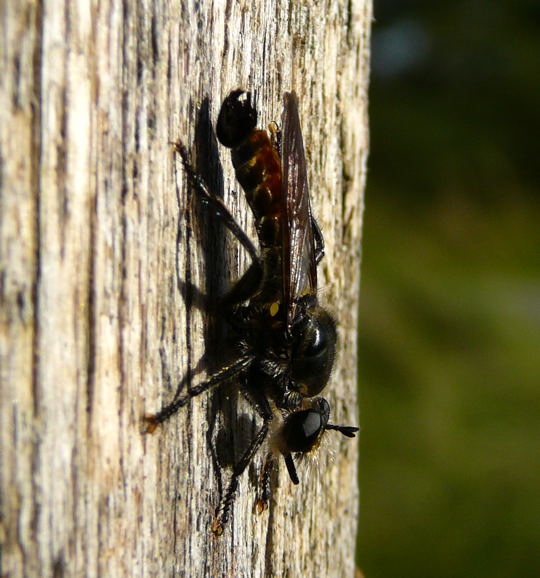 Karminrote Mordfliege Choerades gilva Mnnchen Sept 2010 Glockenbuckel und Falschparker MA 041