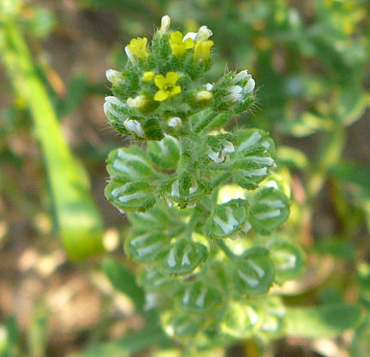 Kelch-Steinkraut (Alyssum alyssoides) Juni 2010 Viernheimer Heide NSG Glockenbuckel 005