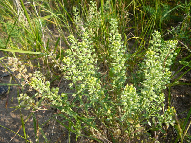 Kelch-Steinkraut (Alyssum alyssoides) Juni 2010 Viernheimer Heide NSG Glockenbuckel 006