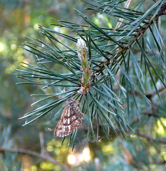 Kiefernspanner  Bupalus piniaria Weibchen Mai 2011 Viernheimer Wald Insekten 035