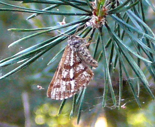 Kiefernspanner  Bupalus piniaria Weibchen Mai 2011 Viernheimer Wald Insekten 035a