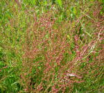 Kleiner Sauerampfer (Rumex acetosella) kl.