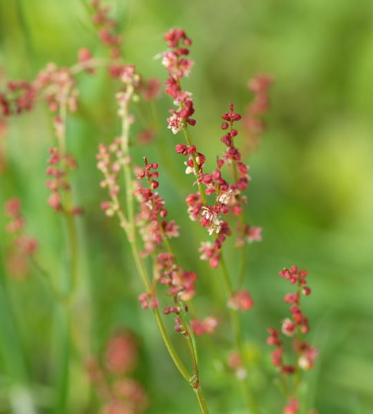 Kleiner Sauerampfer (Rumex acetosella) Nikon Schmetterlinge u. Insekten Brachstck Richtung Lorsch 076