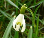 Kleines Schneeglckchen (Galanthus nivalis) kl.